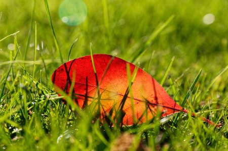 An autumn leaf nestled in the green grass, it is back lit with its veins clearly visibleの写真素材