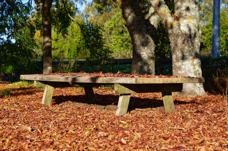 The cycle of life, fallen autumn leaves sit on and under a wooden park benchの写真素材