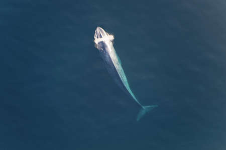 A blue whale is surfacing for a breathの写真素材