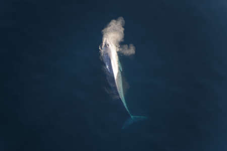 A blue whale comes up for airの写真素材