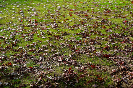 Fall leaves lying on the green grass waiting to be raked