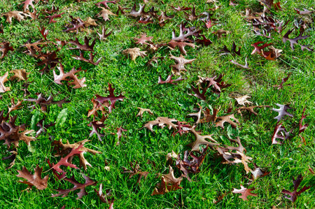 Brown autumn leaves sit on the lawn