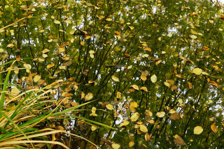 Autumn leaves on the surface of a lake