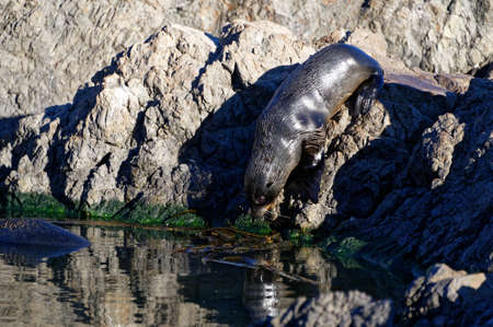 Baby New Zealand fur sealの写真素材