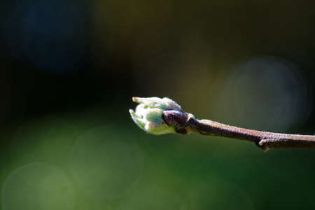 A newly bursting bud on an ornamental cherry treeの写真素材