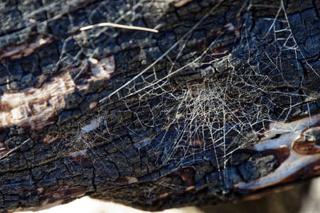 Spiders web lit by the sun against burnt woodの写真素材