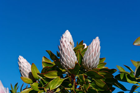 Pink Protea against a blue sky