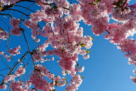 Beautiful back lit blossoms against a blue skyの写真素材