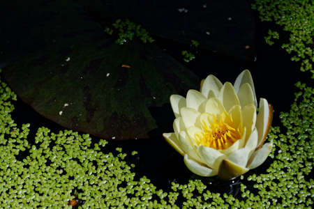 Water weed and yellow water lilyの写真素材