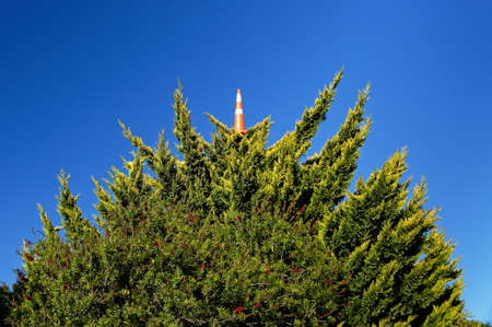 A silly prank, someone has put an traffic cone on top of a tall treeの写真素材