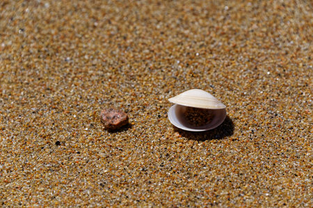 An open bivalve shell on a brown sandy beach