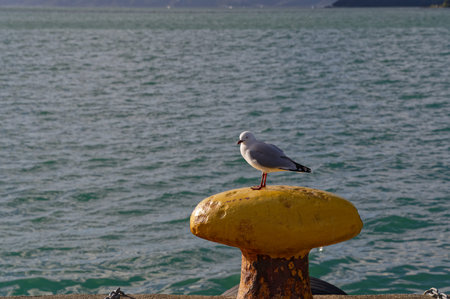 A yellow bollard has a bed beaked seagull sitting on it by the seasideの写真素材
