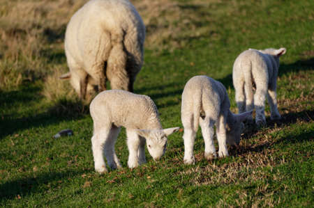 Three little lambs and a ewe in a paddockの写真素材