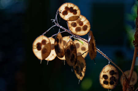 A praying mantis is hiding amongst the seedpodsの写真素材