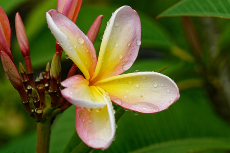 A yellow and pink frangipani flower with its green leaves