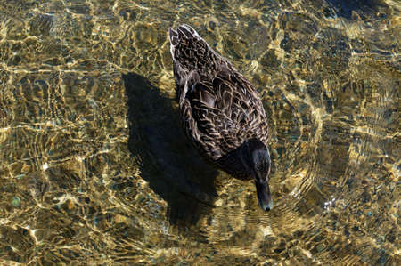 Sunlight dapples the clear fresh water of Lake Rotoiti as a female duck swims byの写真素材