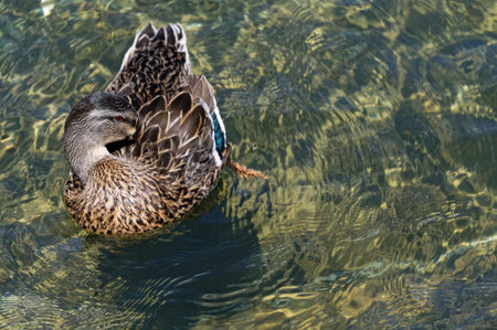 A mallard duck has its head tucked under a wing while it preens itselfの写真素材