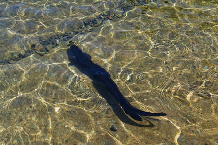 A dark brown, long finned eel is swimming in the sunlit water of Lake Rotoitiの写真素材