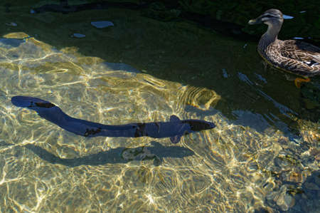Tuna, or long finned eel is swimming in crystal clear water at Lake Rotoiti near Nelson Lakes in New Zealandの写真素材