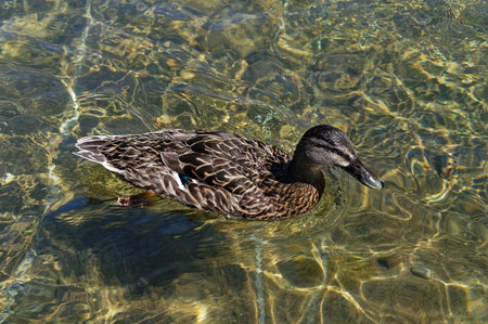 Sunlight shafts dapple the fresh, clear water of Lake Rotiti in Nelson Lakes, while a mallard duck...