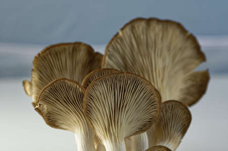 A popular culinary mushroom, the oyster mushroom is widely used in cookingの写真素材