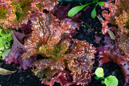 A home garden lettuce patch provides red leaf lettuce ready to pick, an additional salad ingredient