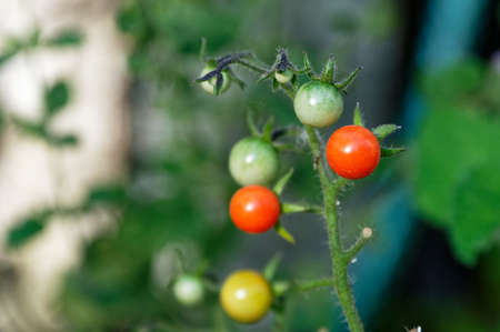 Tomatoes growing in a home garden, ripe and unripe tomatoes are on the same stemの写真素材