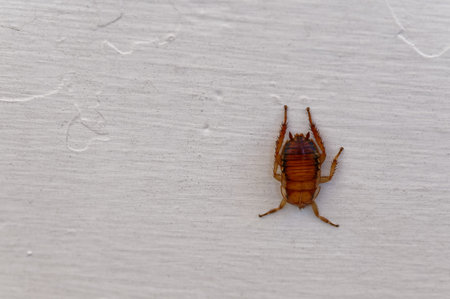 A brown cockroach against a white wooden backgroundの写真素材