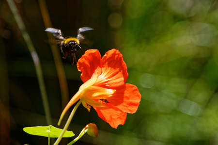 Geraniums are a popular garden plantの写真素材