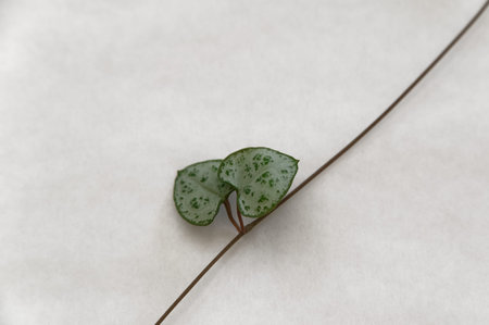 The rosary vine has hear shaped leaves that grow in pairs on a vine