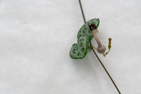 The chain of hearts plant, originally from South Africa is now a popular house plantの写真素材