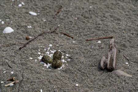 Three variable oyster catcher eggs lie on the sand in a bare nest with just a few shellsの写真素材