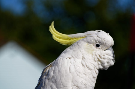 A white parrot with a yellow crest, the sulphur crested cockatooの写真素材