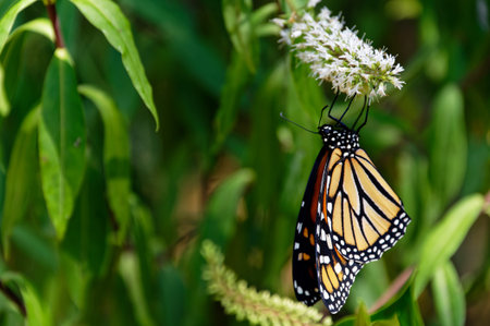 A white hebe flower has a monarch butterfly hanging on it