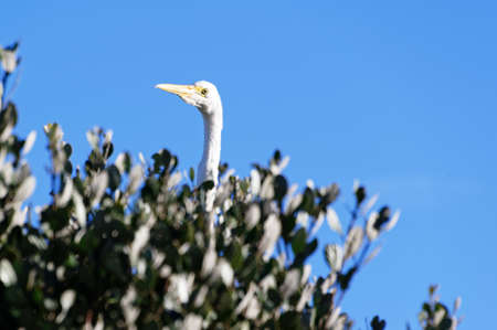 The long neck of a white heron peers above the branches of a hebe salicifolia or koromiko. The heron is a predator and is waiting for waxeyes to landの写真素材