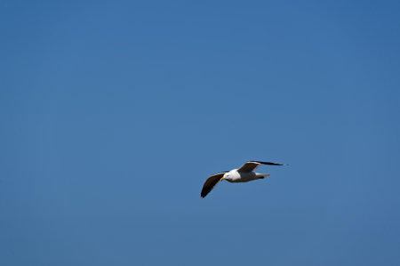 Summer flight, a black back gull flies through the skyの写真素材