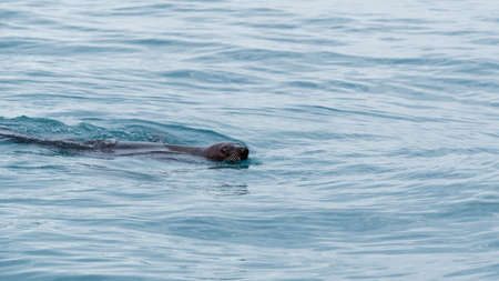 A fur seal is swimming in the sea. It's head and whiskers are out of the water.の写真素材