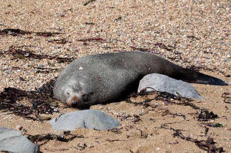 Resting on the beach in the sun, a New Zealand fur seal has its eyes closed.の写真素材