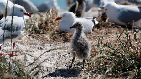 A fluffy young red billed gull chick stands in the nesting colony with adult gulls nesting in the background.の写真素材