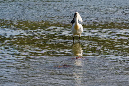 It's feeding time for a royal spoonbill in New Zealandの写真素材