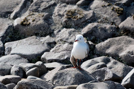 A red billed gull is standing on rocks. Its wing appears to be broken.の写真素材