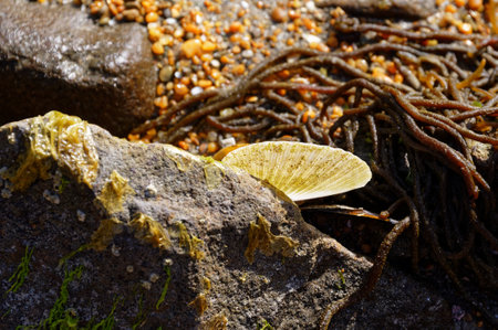 Sunlight is streaming through a shell attached to a rock on the foreshore.の写真素材