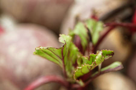 Green and red beetroot leaves on a bunch of beetrootsの写真素材