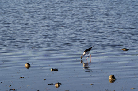 A juvenile pied stilt is looking for foodの写真素材