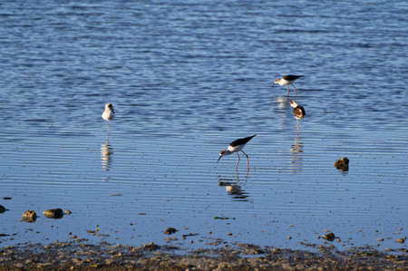 Juvenile pied stilts are feeding and resting in the coastal shallowsの写真素材