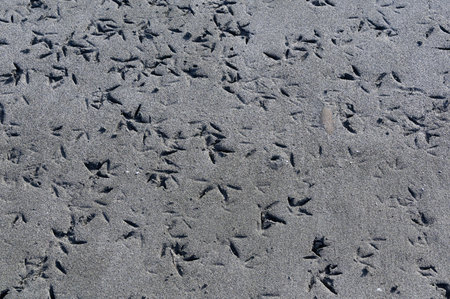 Birds have left their footprints, or indentations in the sand