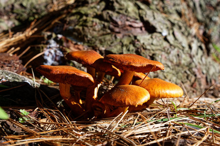 Brown mushrooms, photographed side on, have grown through the needles dropped by a tree. Their gills...
