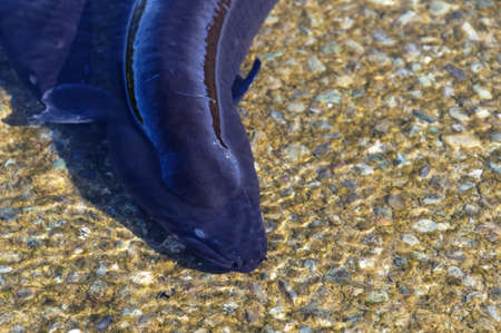 New Zealand's native longfin eel in the shallows, its back is breaking the surface of the water.の写真素材