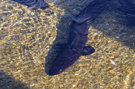 A beautiful longfin eel in shallow water.