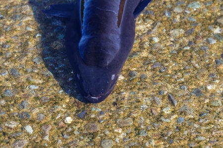 Longfin eels have an amazing sense of smell, this is helped by its tube nostrils which can be seen...